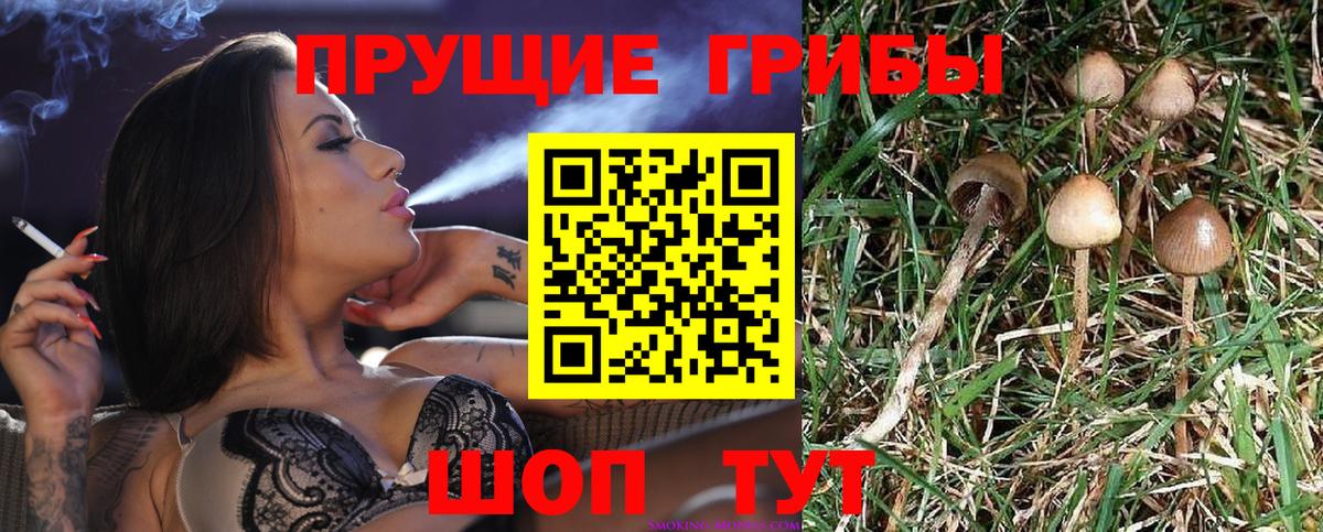 Гатчина  Псилоцибиновые грибы MAGIC MUSHROOMS  купить   Вход с VPN  Галлюциногенные грибы MAGIC MUSHROOMS 